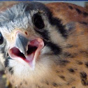 American kestrel