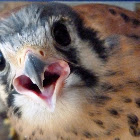 American kestrel