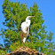 Great Egret