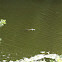American Alligator