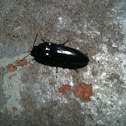 Beetle