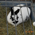 Bunny