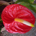 Anthurium scherzerianum. Anturio.