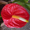 Anthurium scherzerianum. Anturio.