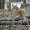 white-tale deer