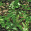 Crested Fern