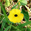 Black-eyed Susan Vine