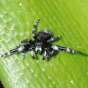 Bold Jumper Spider