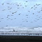 Seagulls, Godwits