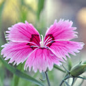 Dianthus flower