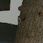 Brown Creeper