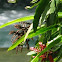 Bromeliads
