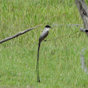 Tijereta Sabanera - Fork-tailed Flycatcher