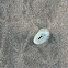 keyhole limpet