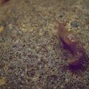 Slug