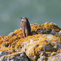Rock Pipit