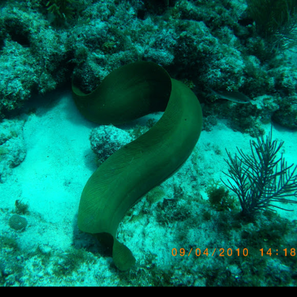 Spotting Image 1