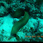 Green moray eel