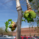 ginkgo