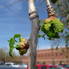 ginkgo