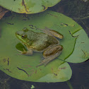 Bullfrog