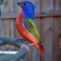 Painted Bunting