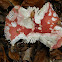 Russula Mushroom