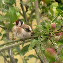 European Goldfinch