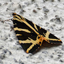 Jersey Tiger Moth