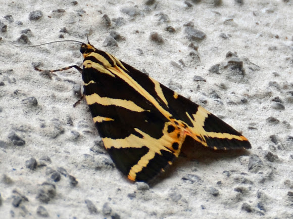 Spotting Image 1