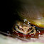 Common Coqui