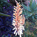 Aloe Bekkie