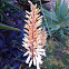Aloe Bekkie