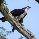 Osprey