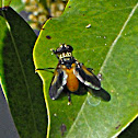 Feather-legged Fly (male)