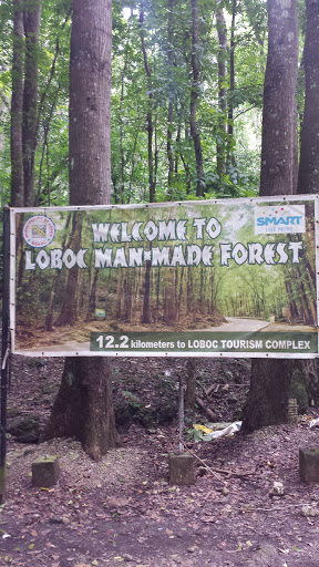Loboc Man-Made Forest