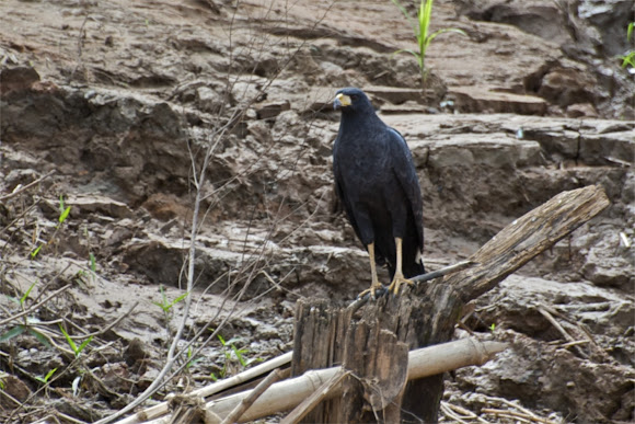 Spotting Image 1