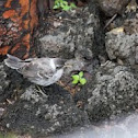 Galápagos Mockingbird