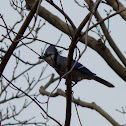 Blue Jay