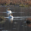 Whooper swan