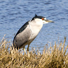 Black-crowned Night Heron