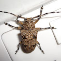 Longhorn Beetle