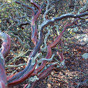 Manzanita