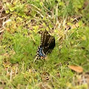 Black Swallowtail (female)