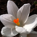 Crocus