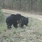 SLOTH BEAR