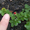 Wood strawberry