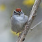 Chipping Sparrow