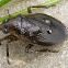 Giant Water Bug