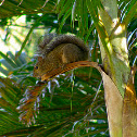Eastern Gray Squirrel